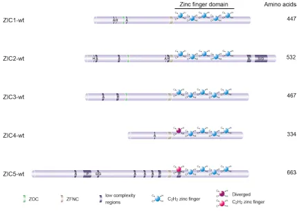 Figure 1.4: Schematic illustration of ZIC proteins. Structural features of the five human ZIC proteins are 