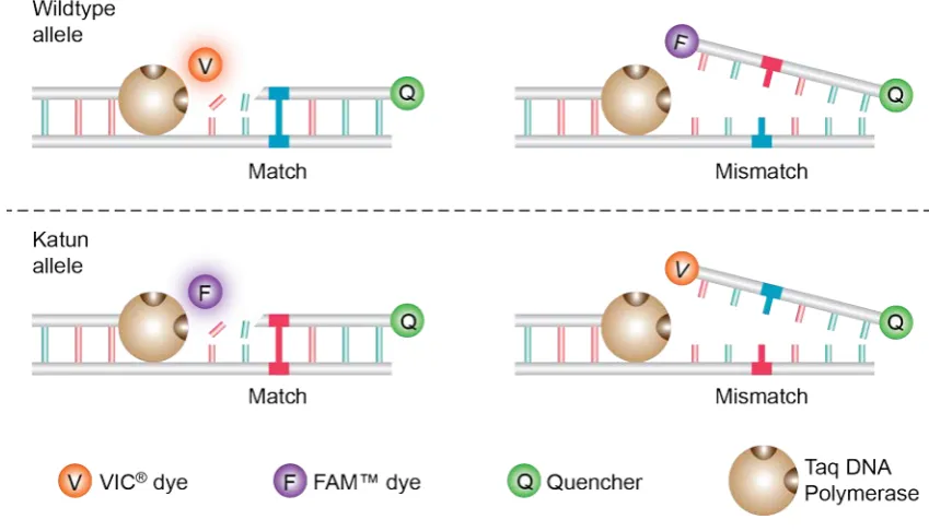 Figure 2.1: Allelic discrimination using fluorogenic probes. Wild-type and katun alleles were 