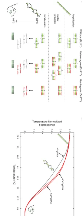 Figure 2.2: Schematic illustration of HRMA. (A) DNA fragments containing the site of mutation were amplified from genomic DNA