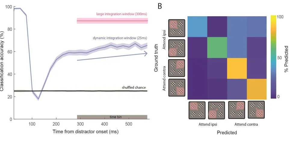 Figure 7 Winner-take-all decoding with sustained attention. A) Linear classifier using a pseudopopulation of 232 single unit firing rates trained on the latter 300 ms of the Cue epoch, then tested on: i) firing rates computed in a large 300 ms time window 