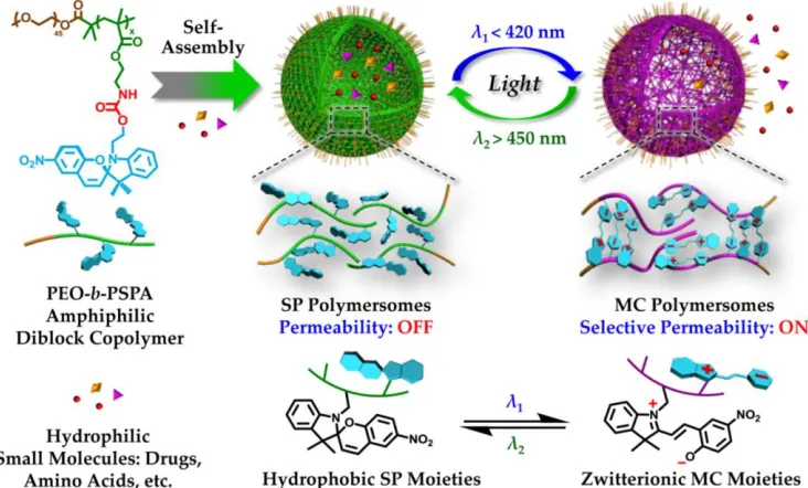 Figure 2.4 Photochromic polymersomes exhibiting photo-switchable and reversible bilayer permeability