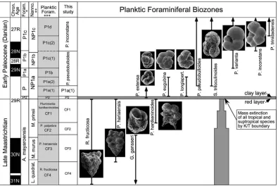 Figure 3.  Delineated uppermost Maastrichtian and lower Danian biozones on the studied area