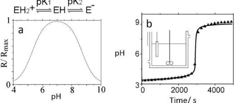 Figure 1. (a) Bell-shaped rate-pH curve characteristic of enzyme catalyzed reactions and corresponding protonation equilibria of the enzyme (b) Change in pH in a closed reactor for the urea-urease reaction