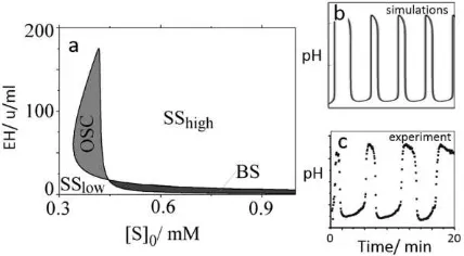 Figure 3. (a) Cross-shaped phase diagram with pH driven  simulations (c) pH oscillations in the experiment
