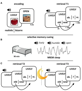 Figure 1. Experimental Paradigm