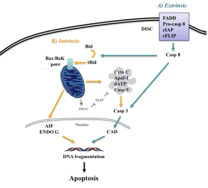 Fig 1. Extrinsic vs intrinsic apoptotic pathway Apoptosis can be categorized into the 