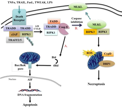 Fig 2. Mitochondria participates in apoptosis and necroptosis  