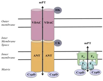 Fig 3. Molecular components of MPTP 