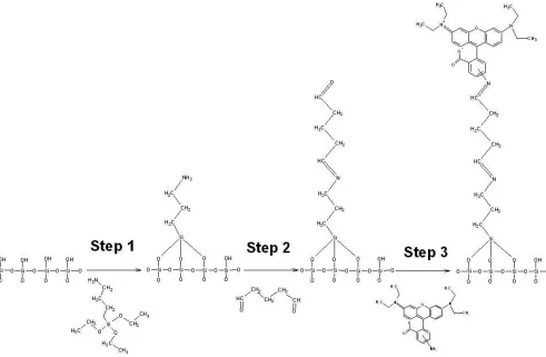Figure 2. The immobilization steps for rhodamine B amine onto silicon dioxide surface