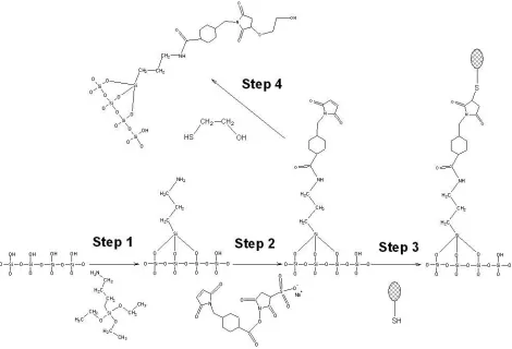 Figure 4.  The immobilization steps for sulfotransferase onto silicon oxide surface. 