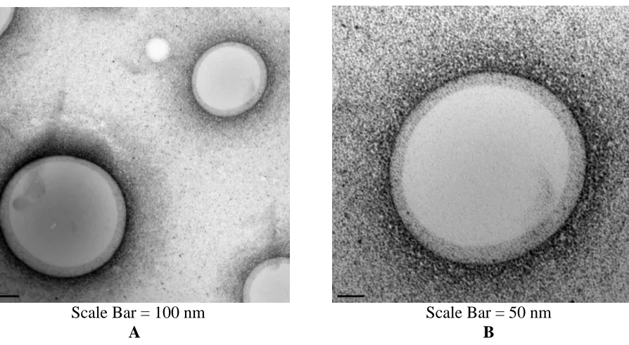 Figure 5. A. TEM image of PVB-Pd film treated at 200C for 2 hours (Scale Bar = 100 nm); B
