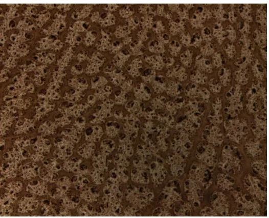 Figure 2. A. OM image of PVB film thermally activated at 200C for 5 hr; B. OM image of PVB-Pd film thermally activated at 200oC for 5 hr; C