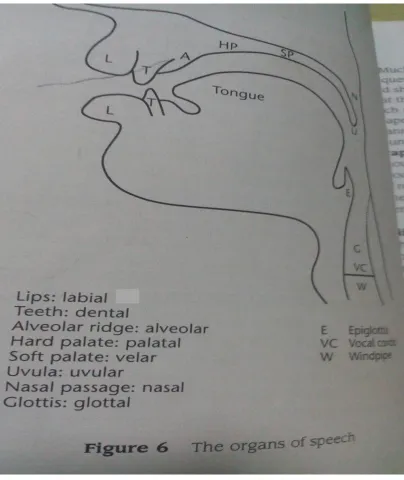 Fig. 5.1   The organs of speech.  Source: Finch (2005 p, 34). 