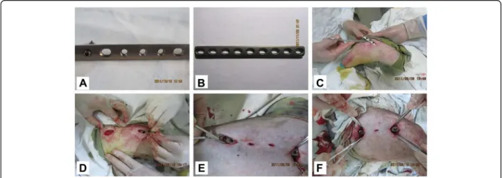 Fig. 1 Representative images show the processes of fixation of dog intact femur with LCP and LC-DCP by the MIPPO technology
