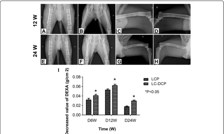 Fig. 2 Comparison of the morphological bone recovery in LCP and LC-DCP fixed dog femurs by postoperative X-ray assays
