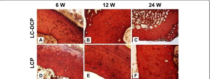 Fig. 4 The morphological changes of cortical bones fixed by LCP and LC-DCP for different periods were examined by MicroCT