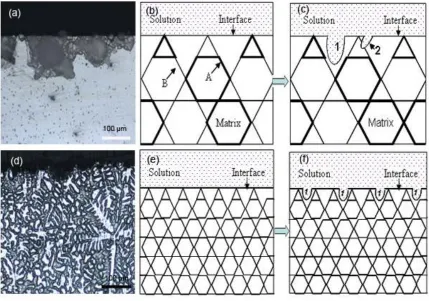 Figure 9.  Morphologies after immersion in SBF for 2 days and corrosion mechanisms of the different state Mg-Y alloys, (a)-(c) AC-Mg-Y; (d)-(f) HP-850-Mg-Y
