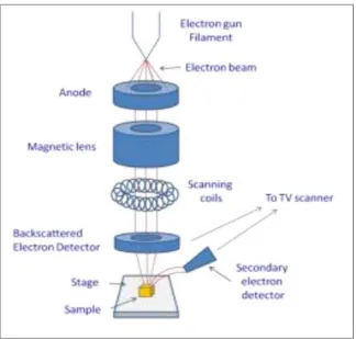 Figure 2.12: Schematic diagram of a Scanning electron microscope (Cortadellas et al., 2012) 