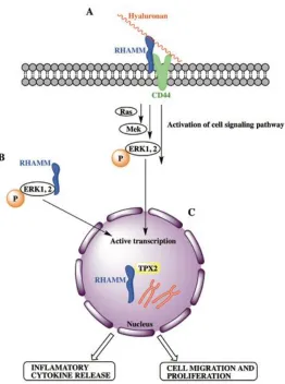 Figure 1.2. The interaction between cell surface RHAMM and HA activates the Ras-Mek-ERK pathway, and the phosphorylation of ERK1,2, which results in active transcription of mitogenic genes (A)