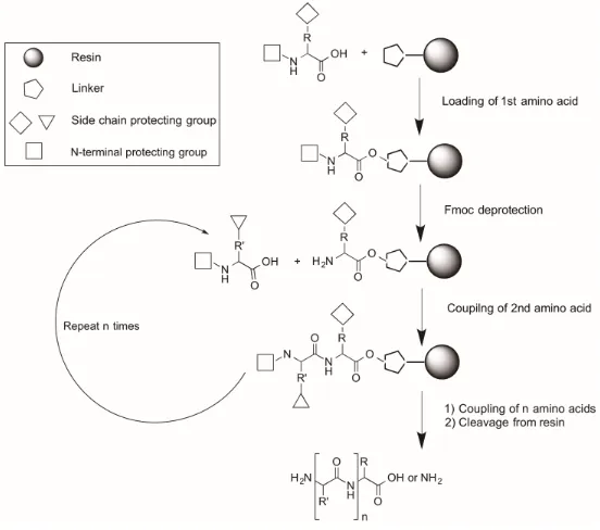 Figure 1.4. General scheme of solid-phase peptide synthesis 