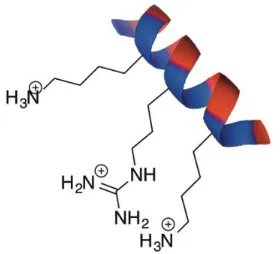 Figure 1.5. In an alpha-helix, the basic residues are often found along one exposed 