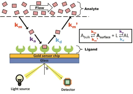 Figure 1.6. Analyte binding to the immobilized ligand at the sensor chip surface 