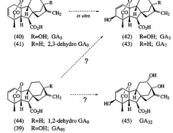 The combination of a 3ß-hydroxyl and a A^double bond that is present in GAFigure 9.3, 