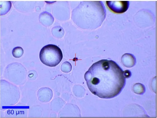 Figure 4. Image of Alloy 31 taken after the polarisation curve at 80 ºC in the Raman microscope (500X)