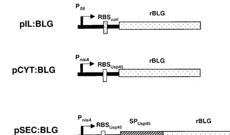 FIG. 1. Schematic representation of the three expression vectors. PRBS59, lactococcal constitutive promoter; PnisA, inducible lactococcal promoter; and RBS, consensual RBSs of E