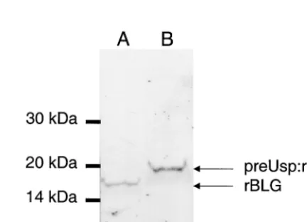 FIG. 3. Production of rBLG in. rBLG production wasstrains containing pCYT:BLG (lane A) (encoding the cytoplasmicform) or pSEC:BLG (lane B) (encoding the secreted form)