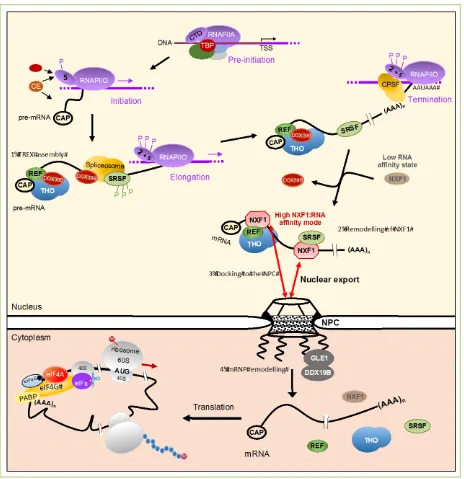 Figure 1. Expression of protein-coding genes. The diagram represents an overview of the molecular mechanisms Abbreviations: REF for ALYREF; SRSF for SRSF1 or SRSF3 or SRSF7; NPC for nuclear pore complex
