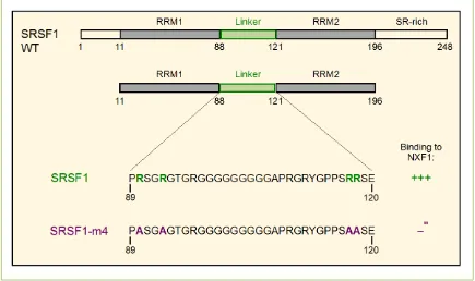 Figure 2. Diagrammatic representations of SRSF1 and the NXF1-binding site. SRSF1 wild type (WT) domains which constitute the SRSF1 and SRSF1-m4 proteins