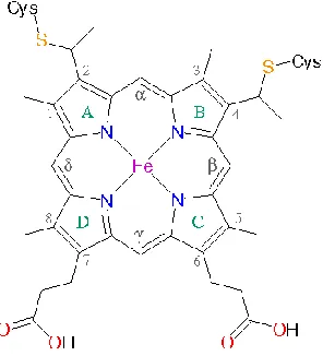 Figure 1. Molecular structure of cytochrome c 