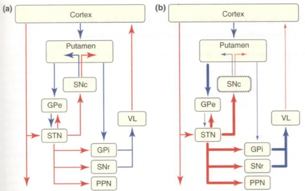 Figure 1: Schematic representation of the classical model of basal ganglia function in the (a) normal and (b) parkinsonian states 