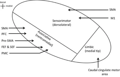 Figure 2: Subthalamic Nucleus (STN) subdivision into three functional units; the sensorimotor, associative, and limbic regions 