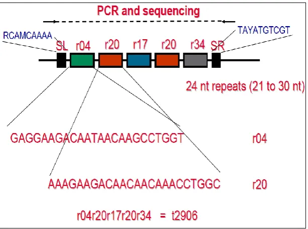 Figure 2.2: An illustration of the S. aureus spa typing technique. The number and 