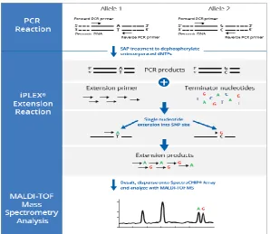 Figure 2.3: A diagram illustrating the iPlex massARRAY SNP genotyping method. 