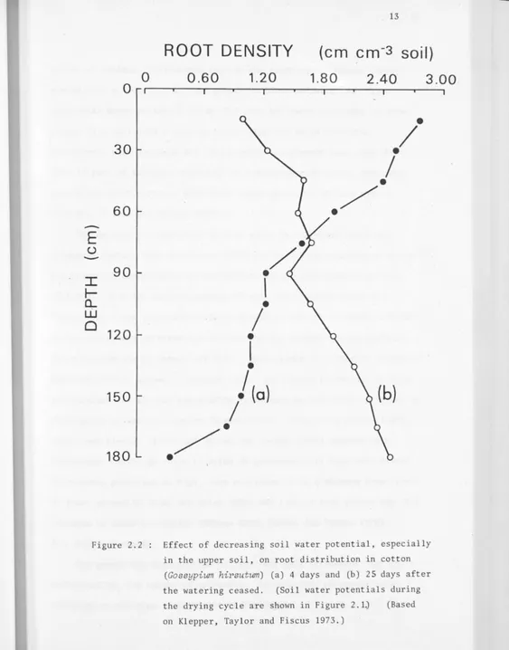 Figure 2.2 Effect of decreasing soil water potential, especially in the upper soil, on root distribution in cotton 