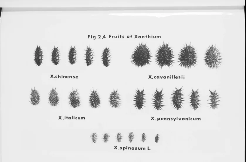 Fig 2.4 Fruits of Xanthium 