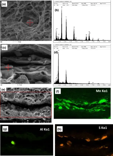 Fig. 8—SE micrographs and the corresponding EDX analyses of inclusions on the fracture surface