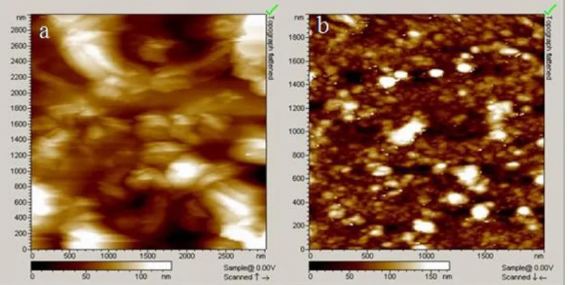 Figure 1.  AFM images of the surface morphology of (a) SWCNTs/GCE and (b) Au-PtNCs/SWCNTs/GCE