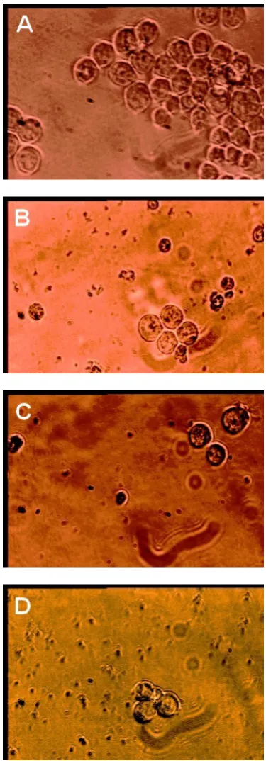 Figure 3.  Effect based MTT assay demonstrating number of the cell in 8 µM phosphoramidate oligonucleotides on K562 cells ELISA-of antisense, sense and scramble concentration