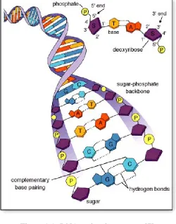 Figure 1.1: DNA molecule structure [7]