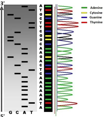 Figure 1.2: Comparison of Sanger methods - gel-electrophoresis ladder (left) and ﬂorescentlabels (right) [53]