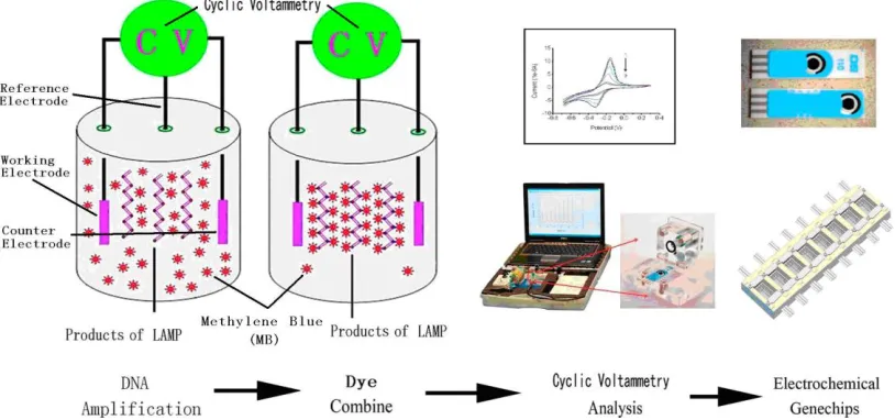 Figure 1.  The scheme of the DNA electrochemical detection on the microfluidic gene chip 