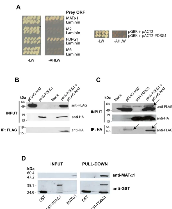 Fig 1. PDRG1 interacts with methionine adenosyltransferase α1. (A) Growth of yeast cotransfectants harboring pGBKT7-MAT α1 (bait) and pACT2 plasmids (prey) including ORFs of MATα1, PDRG1, clone M2, clone M6 or laminin (negative control) in low (-LW) and hi
