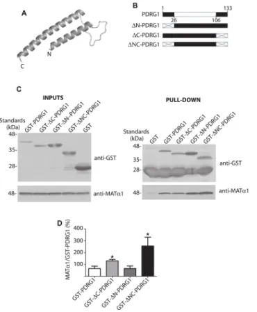 Fig 2. Structural model of rat PDRG1 and interaction of PDRG1 truncated forms with MAT α1
