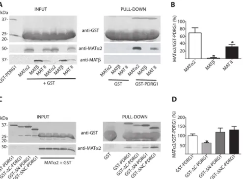 Fig 7. Pull-down analysis of PDRG1 interaction with MAT α2 and MAT II. (A) Representative western blots of pull-down experiments using glutathione Sepharose beads loaded with GST or GST-PDRG1 and recombinant MAT α2, MATβ or the hetero-oligomer MAT II; anti