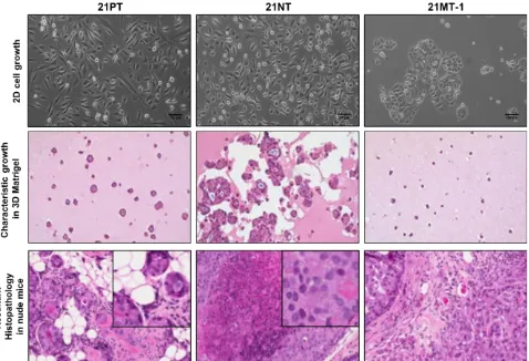 Figure 1.1.6 – Characteristic growth patterns of 21T cell lines in 2D, 3D, and in mouse xenografts