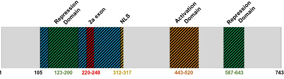 Figure 1.2.1 – Full-length TBX3 protein structure. Adapted from Willmer et al., 2017.